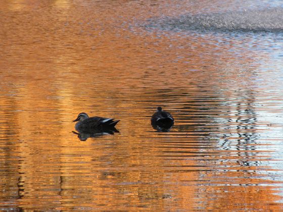 ç´èãæ ãæ± ã®æ°´é³¥IMG_0157_560_420