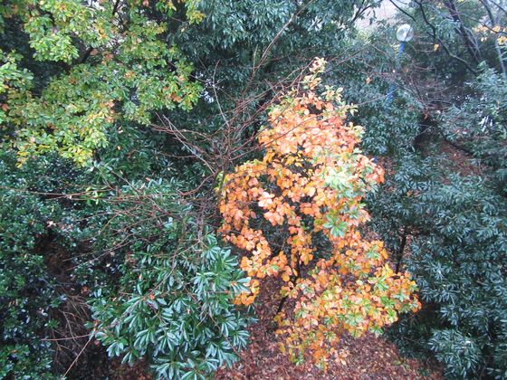 é¨ã«æ¿¡ããç´èIMG_0198_560_420